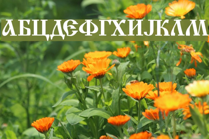 Macedonian Church Font examples