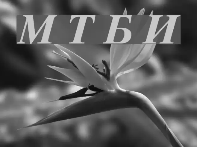 Macedonian Tms Bold Italic Font examples