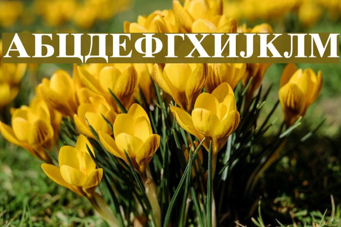 Macedonian Tms Bold Font examples