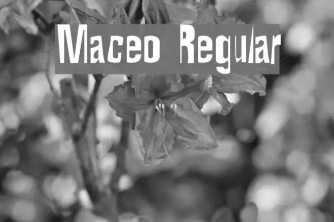 Maceo Regular Font examples