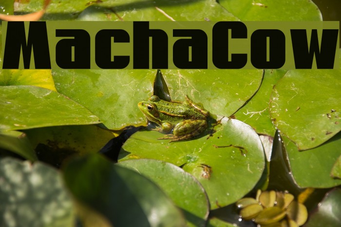 MachaCow Font examples
