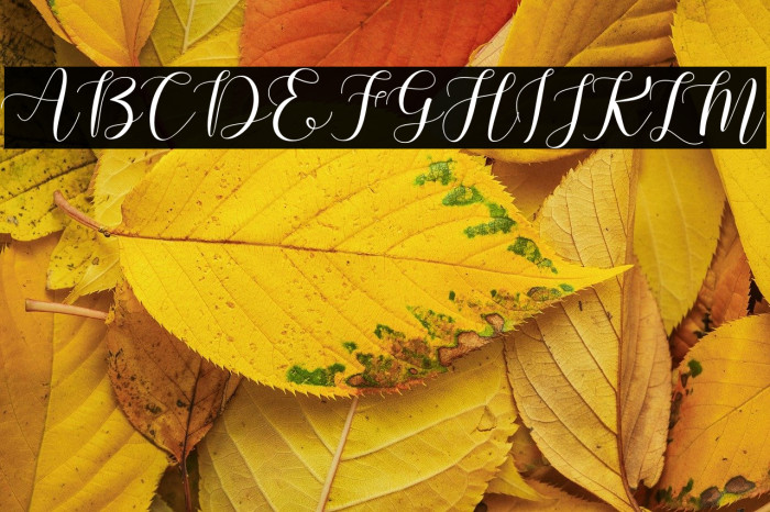 Machis Demo Example 3