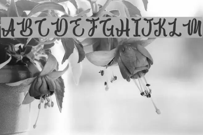 Macho Barista - Personal Use Font examples