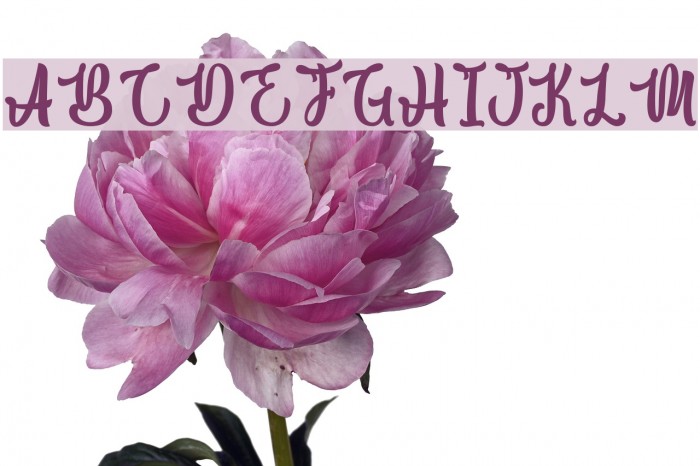 Macho Barista - Personal Use Example 2