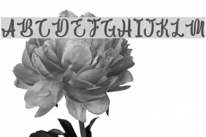 Macho Barista - Personal Use Font examples