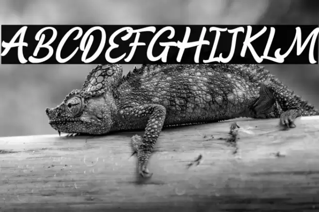 Machow_demo Font examples