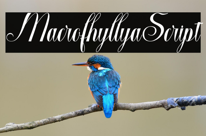 MacrofhyllyaScript Example 3