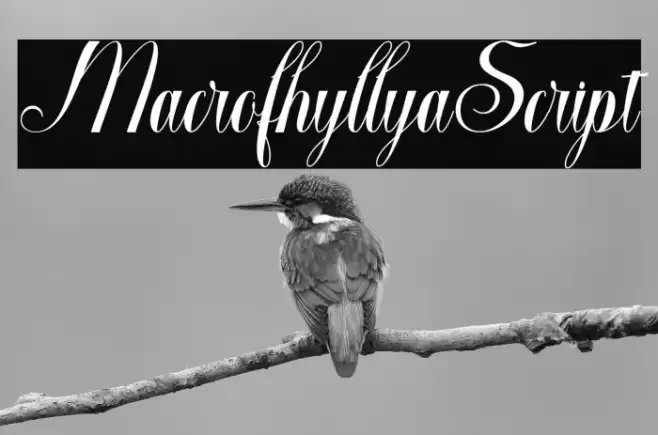 MacrofhyllyaScript Font examples