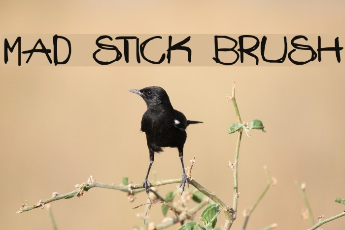 Mad Stick Brush Font examples