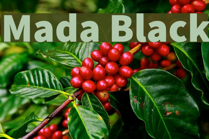 Mada Black Font examples