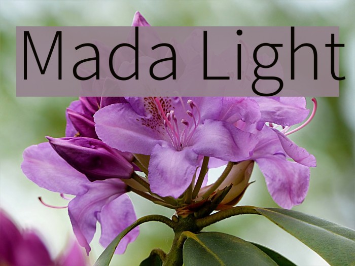 Mada Light Font examples
