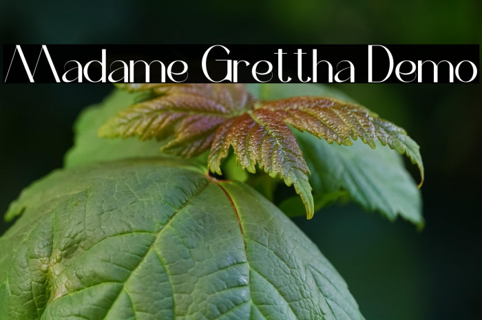 Madame Grettha Demo Example 2