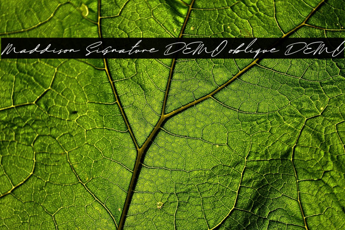 Maddison Signature DEMO oblique DEMO Example 3