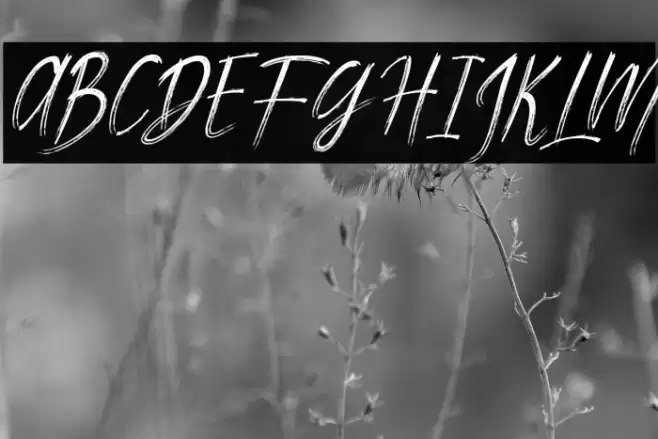 Madeleine Font examples