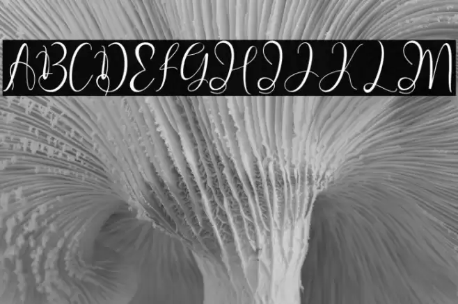 Madelline Font examples