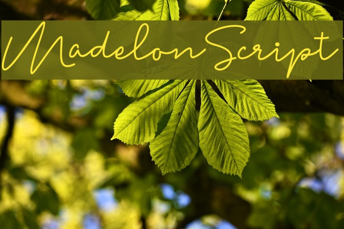 MadelonScript Font examples