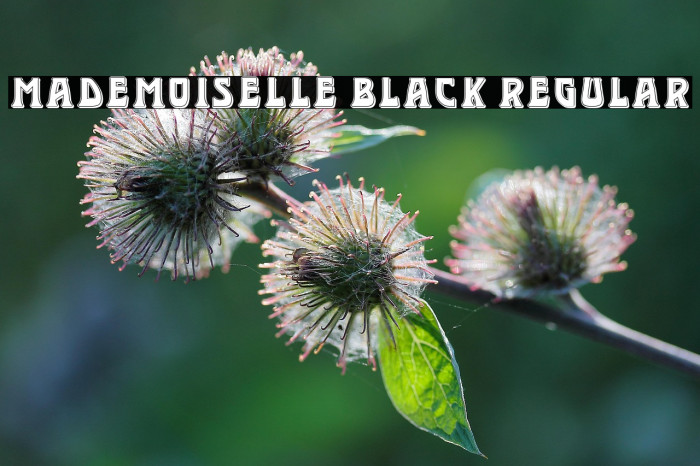 Mademoiselle Black Regular Example 3