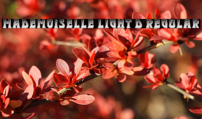 Mademoiselle Light 3D Regular Example 1