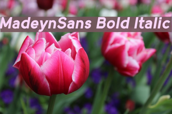 MadeynSans Bold Italic Font examples