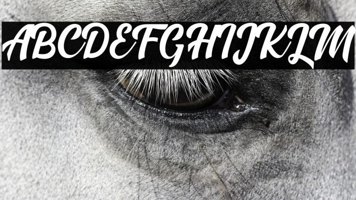 Madison Script Example 2