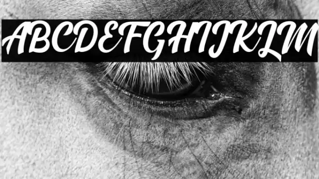 Madison Script 字体 examples