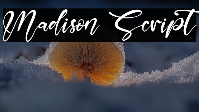 Madison Script Example 3