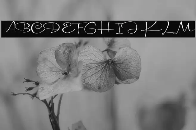 Madonna Font examples