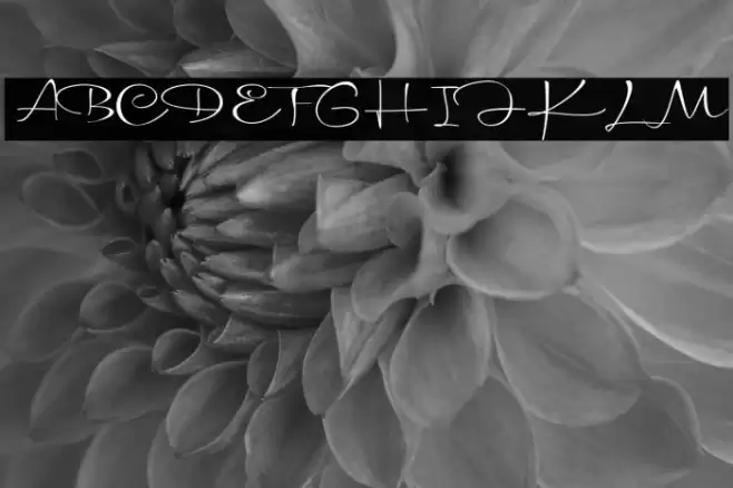 Madonna Font examples