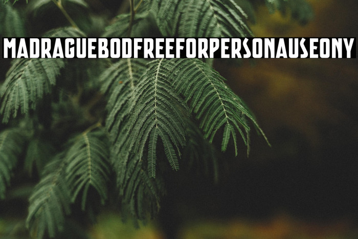 Madrague Bold FREE FOR PERSONAL USE ONLY Example 1