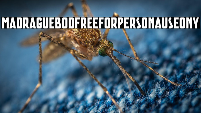 Madrague Bold FREE FOR PERSONAL USE ONLY Example 3