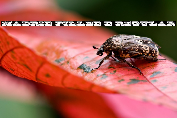 Madrid Filled 3D Regular Example 3