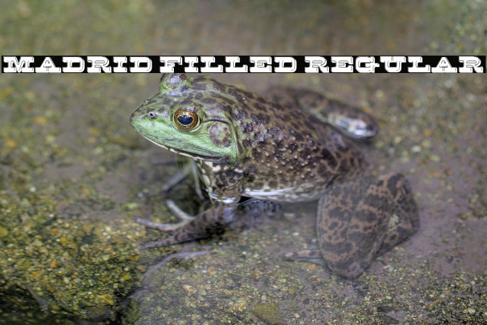 Madrid Filled Regular Example 2