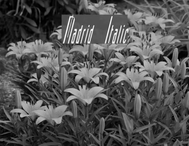 Madrid Italic Font examples