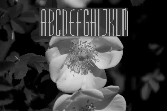 Madrid2Plain Font examples