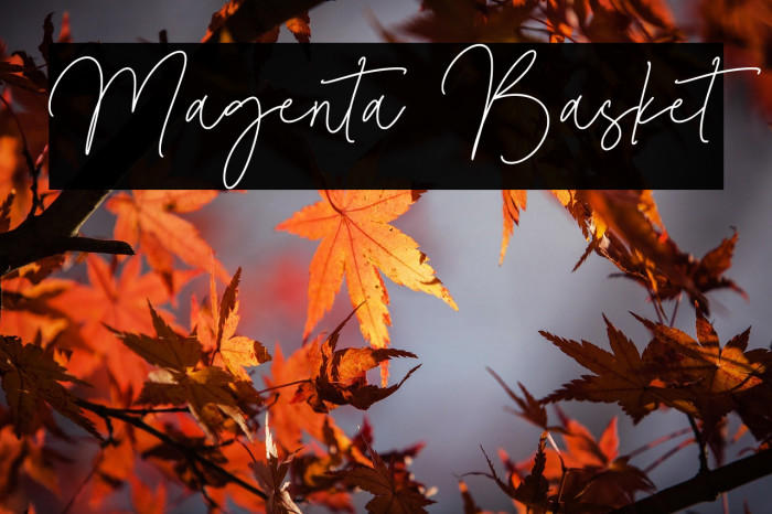 Magenta Basket Example 3