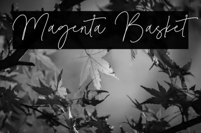 Magenta Basket Example 3