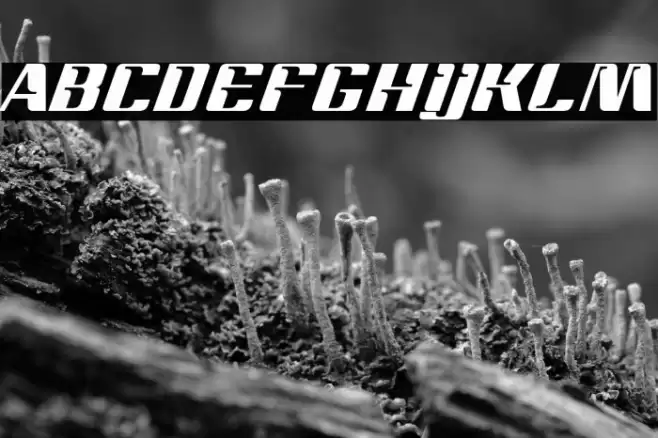 Magenta Font examples