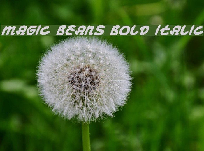 Magic Beans Bold Italic Font examples