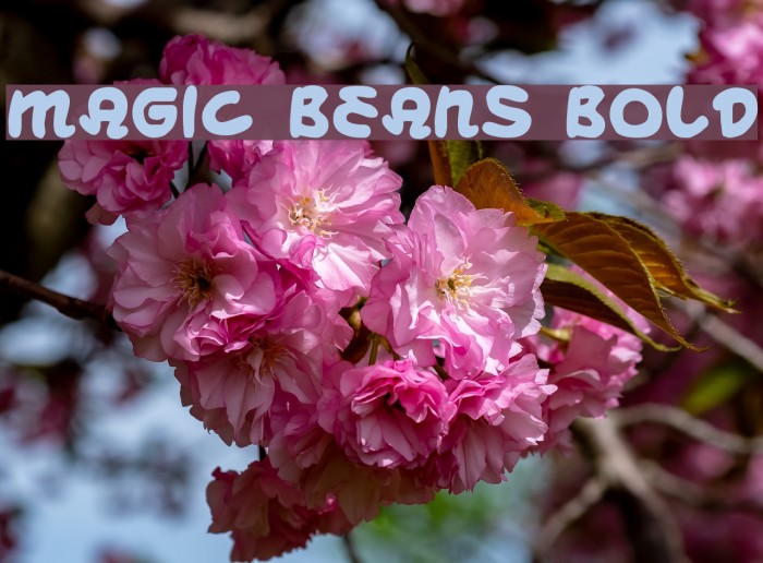 Magic Beans Bold 字体 examples