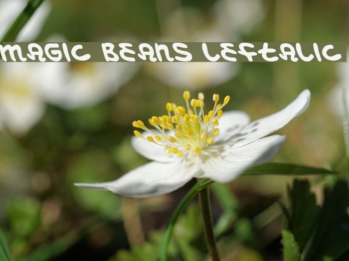 Magic Beans Leftalic Font examples