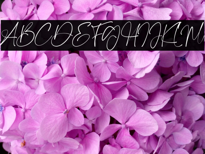 Magis Authentic Example 2