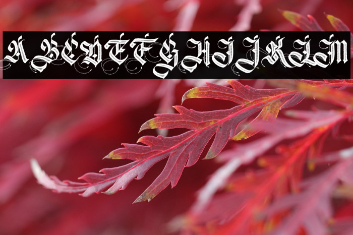 Magnific Chaos Personal Use Regular Example 3