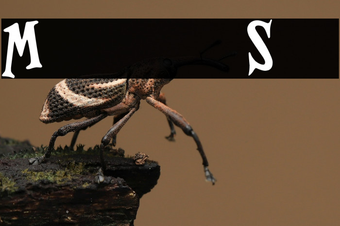 Magnificent Serif Example 3