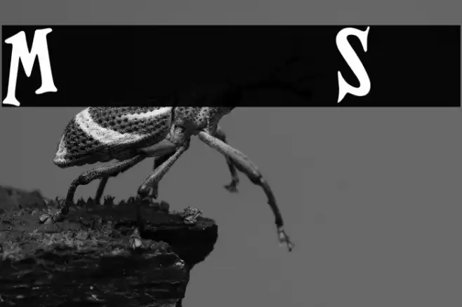 Magnificent Serif Font examples