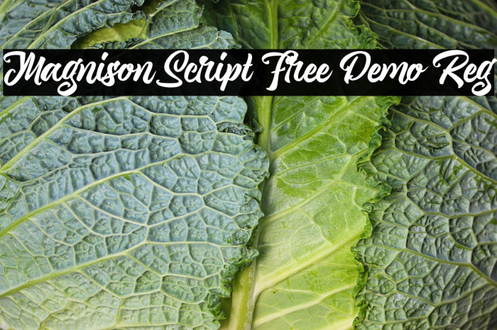 Magnison Script Free Demo Reg Example 1