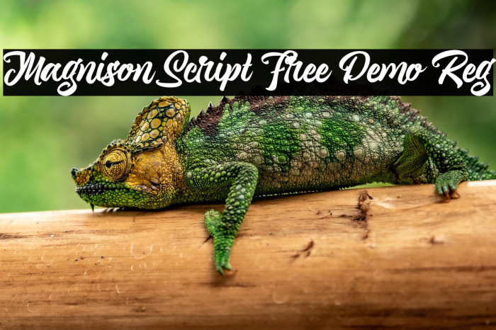 Magnison Script Free Demo Reg Example 3