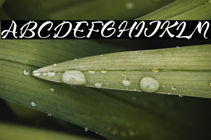 Magnite Lavingo Example 1