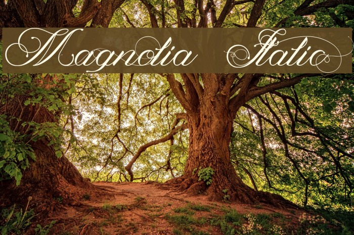 Magnolia Italic Font examples