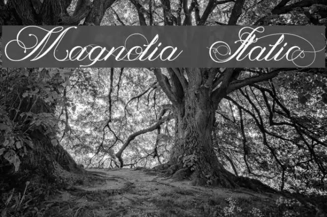 Magnolia  Italic Font examples