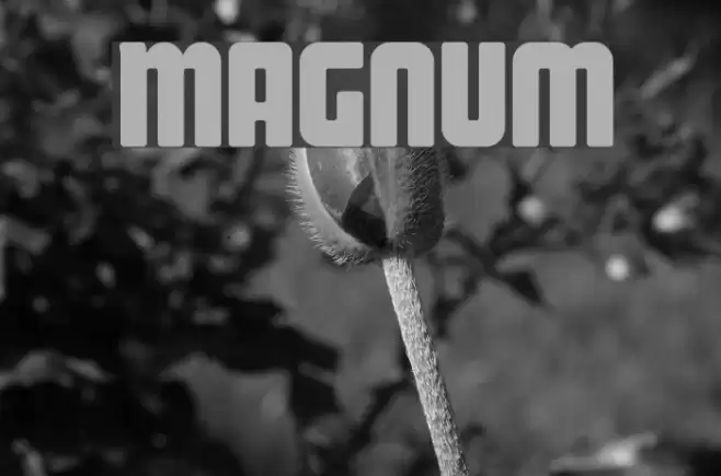 Magnum خط examples